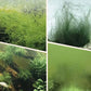 Algen- & Moosentferner - Sichere Wasseraufbereitung
