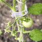 🌿 50% RABATT! 🍅 Pflanzenclips für Rankpflanzen – Tomatenhalter & Pflanzenbinder aus Kunststoff, Wiederverwendbar & Ideal Für Halt An Spalieren Oder Stäben 🌻