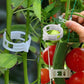 🌿 50% RABATT! 🍅 Pflanzenclips für Rankpflanzen – Tomatenhalter & Pflanzenbinder aus Kunststoff, Wiederverwendbar & Ideal Für Halt An Spalieren Oder Stäben 🌻